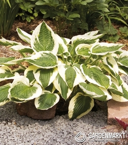 Hosta - Funkia Patriot 1 St.