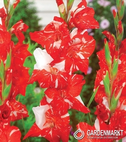 Gladiolus Gladiole Zizane 5 St.