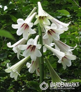 CARDIOCRINUM GIGANTEUM - LILIE HIMALAYA 1 ST.