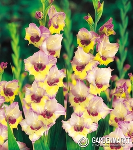 Gladiolus Gladiole Sapporo 5 St.