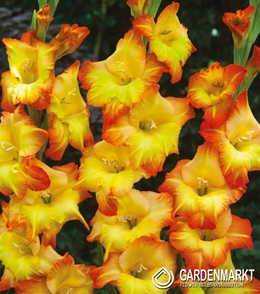 Gladiolus Gladiole Sunshine 5 St.
