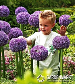 Zierlauch Allium Ambassador 1 St.
