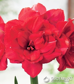 Hippeastrum Amaryllis Double Delicious 1 St.