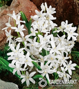 Chionodoxa Luciliae - Sternhyazinthe Alba 10 St.