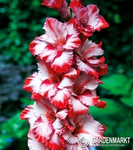 Gladiolus Gladiole Greyhound 5 St.