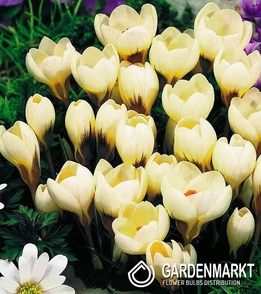 Krokus Cremig 50 St.