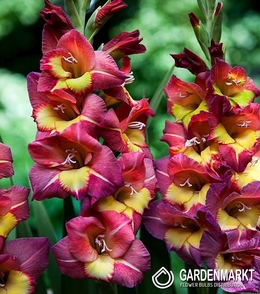 Gladiolus Gladiole Brescia 5 St.