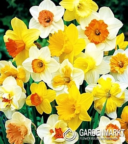 Narzisse Mix 50 St.