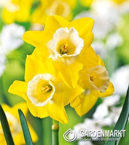 Narcissi Klein Hillstar 5 St.