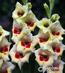 Gladiolus Gladiole Messina 5 St.