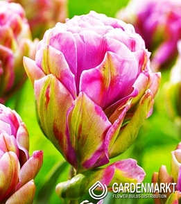 Tulpe Gefüllte Violet Prana 5 St.