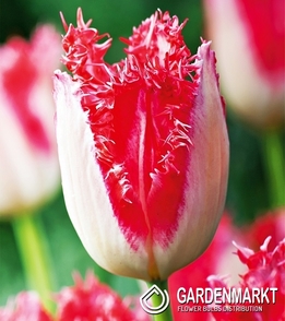 Tulpe Gefranste Vaya Sweet Simone 5 St.