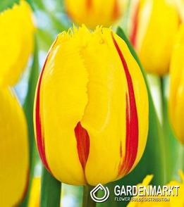 Tulpe Exklusiv Flamenco 5 St.