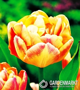 Tulpe Exklusiv Creme Upstar 5 St.