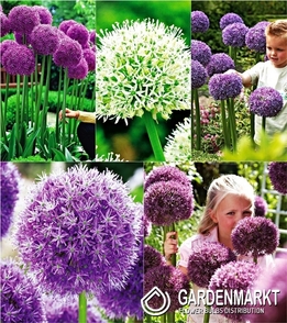 Eingestellt Allium für den Sammler