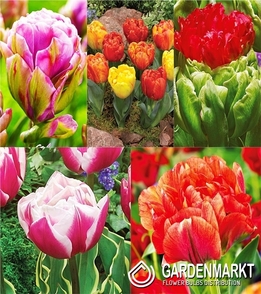 Eingestellt Tulpe Eis 2