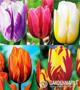 Eingestellt Triumph Rembrandt Tulpe