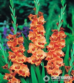 Gladiolus Gladiole Alice 5 St.