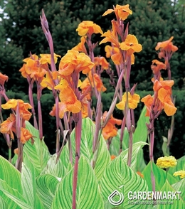 Canna-Blumenrohr Striata 1 St.