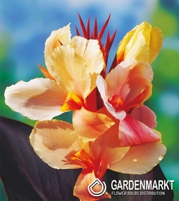 Canna-Blumenrohr Angel Martin 1 St.