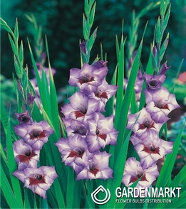 Gladiolus Gladiole Flevo Cool 5 St.