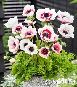 Anemone Bicolor 10 St.