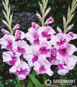 Gladiolus Gladiole Alannah 5 St.