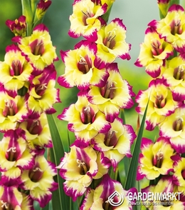 Gladiolus Gladiole Zita 5 St.