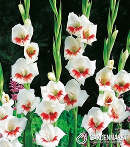 Gladiolus Gladiole Japonica 5 St.