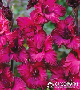 Gladiolus Gladiole Mighty Joe Frizzle 5 St.