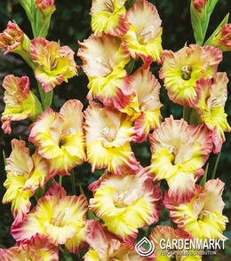 Gladiolus Gladiole Conca Verde 5 St.