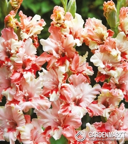 Gladiolus Gladiole Frizzle Butterfly 5 St.
