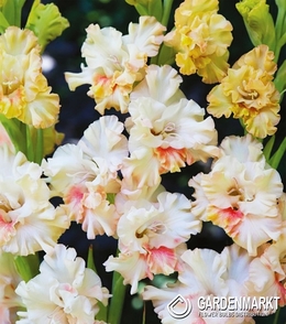 Gladiolus Gladiole Blondy 5 St.