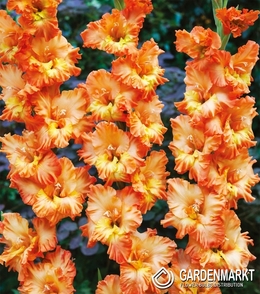 Gladiolus Gladiole Princess Frizzle 5 St.