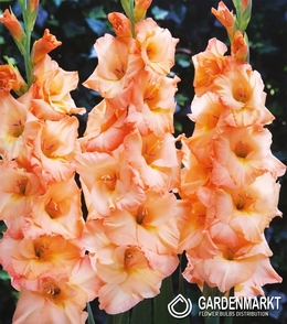 Gladiolus Gladiole Arcadia 5 St.