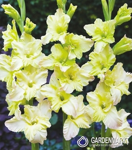 Gladiolus Gladiole Alicia 5 St.