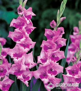 Gladiolus Gladiole Lucky Lips 5 St.