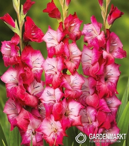 Gladiolus Gladiole Mars 5 St.