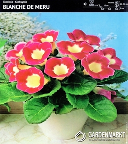 Gloxinia Blanche De Meru 1 St.