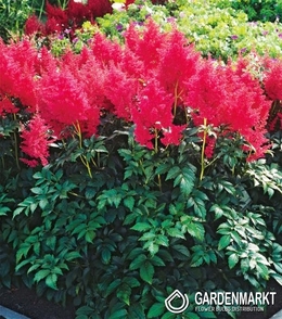 Astilbe-Prachtspiere Koblenz 1 St.