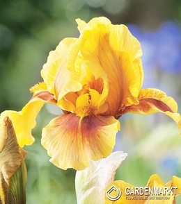 Iris Germanica Schwertlilie Golden Muffin 1 St.