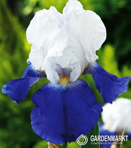 Iris Germanica Schwertlilie Arpege 1 St.