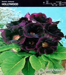 Gloxinia Hollywood 1 St.