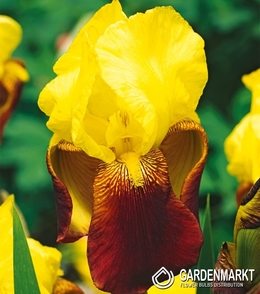 Iris Germanica Schwertlilie Accent 1 St.