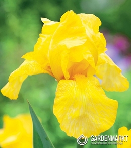 Iris Germanica Schwertlilie Maui Moonlight 1 St.