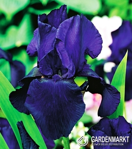 Iris Germanica Schwertlilie Dudky Challenger 1 St.