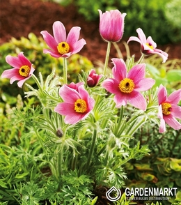 Pulsatilla Rosa 1 St.