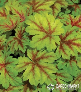 Heuchera - Dale's Strain 1 St.