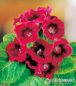 Gloxinia Defiance 1 St.