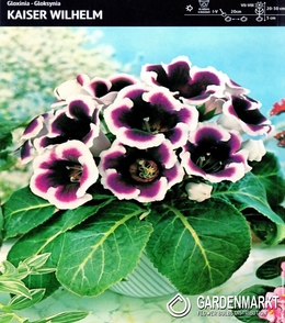 Gloxinia Kaiser Wilhelm 1 St.